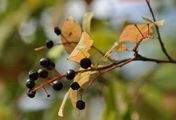 Bird Cherry - Prunus padus L.