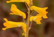 Gelber Scheinerdrauch - Pseudofumaria lutea (L.) Borkh.