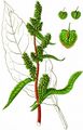 Garten-Ampfer - Rumex patientia L.