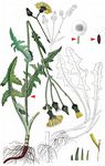 Acker-Gänsedistel - Sonchus arvensis L. 