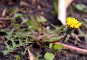  - Taraxacum sect. Obliqua Dahlst.