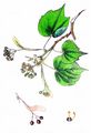 Small-Leaved Lime - Tilia cordata Mill.