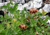 Geröll-Klee - Trifolium pallescens Schreb.