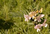 Hungarian Vetch - Vicia pannonica Crantz