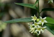 White Swallow-Wort - Vincetoxicum hirundinaria Medik.