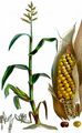 Mais - Zea mays L.