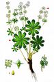Alpine Lady's-Mantle - Alchemilla alpina L.