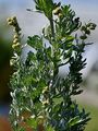 Wormwood - Artemisia absinthium L.