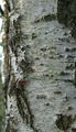 Silver Birch - Betula pendula Roth