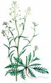 Shepherd's-Purse - Capsella bursa-pastoris (L.) Medik.