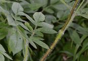 Aromatischer Kälberkropf - Chaerophyllum aromaticum L.