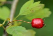 Large Fruited Hawthorn - Crataegus macrocarpa Hegetschw.