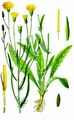 Narrow-Leaved Hawk's-Beard - Crepis tectorum L.