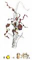 Greater Dodder - Cuscuta europaea L.