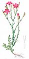 Maiden Pink - Dianthus deltoides L.