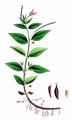 Chickweed Willowherb - Epilobium alsinifolium Vill.