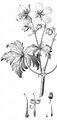Wood Crane's-Bill - Geranium sylvaticum L.
