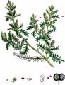 Lesser Swine-Cress - Lepidium didymum L.