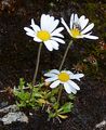 Alpine Moon-Daisy - Leucanthemopsis alpina (L.) Heywood