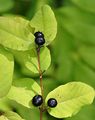Black-Berried Honeysuckle - Lonicera nigra L.