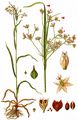 White Wood-Rush - Luzula luzuloides (Lam.) Dandy & Wilmott