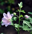 Tree Lavatera - Malva thuringiaca (L.) Vis.