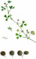 Toothed Medick - Medicago polymorpha L.