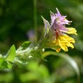 Wood Cow-Wheat - Melampyrum nemorosum L.
