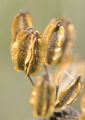 Alsace Hartswort - Peucedanum alsaticum L.