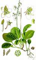 Round-Leaved Wintergreen - Pyrola rotundifolia L.