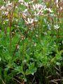 Starry Saxifrage - Saxifraga stellaris L.
