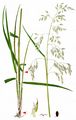 Tall Fescue - Schedonorus arundinaceus (Schreb.) Dumort.