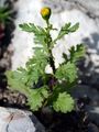  - Senecio squalidus L.
