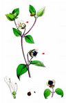 Beeren-Taubenkropf - Silene baccifera (L.) Roth 