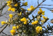 Gorse - Ulex europaeus L.