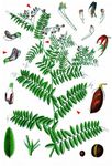 Kassuben-Wicke - Vicia cassubica L. 