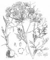 Great Pignut - Bunium bulbocastanum L.