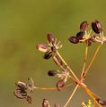 Sichelblättriges Hasenohr - Bupleurum falcatum L.