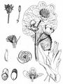 Sumpfdotterblume - Caltha palustris L.