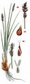 Lesser Tussock-Sedge - Carex diandra Schrank