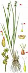 Igel-Segge - Carex echinata Murray 