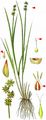 Star Sedge - Carex echinata Murray
