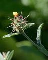 Yellow Star-Thistle - Centaurea solstitialis L.