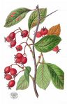 Hahnenkamm-Weißdorn - Crataegus crus-galli L. 