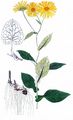 Österreichische Gemswurz - Doronicum austriacum Jacq.