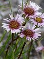 Alpen-Berufkraut - Erigeron alpinus L.