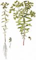Broad-Leaved Spurge - Euphorbia platyphyllos L.