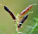 Dyer's Greenweed - Genista tinctoria L.