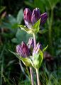 Ungarischer Enzian - Gentiana pannonica Scop.