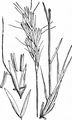 Meadow Oat-Grass - Helictochloa pratensis (L.) Romero Zarco